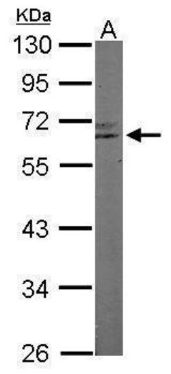 RAP1 Polyclonal Antibody:Antibodies, Polyclonal
