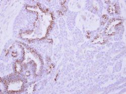 Invitrogen MCL-1 Polyclonal Antibody 100 &mu;L; Unconjugated:Antibodies,