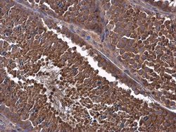 Invitrogen MCL-1 Polyclonal Antibody 100 &mu;L; Unconjugated:Antibodies,