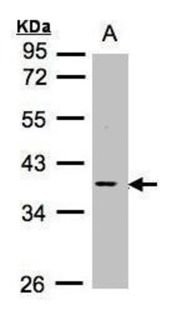 Invitrogen MCL-1 Polyclonal Antibody 100 &mu;L; Unconjugated:Antibodies,