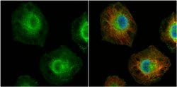 Invitrogen MCL-1 Polyclonal Antibody 100 &mu;L; Unconjugated:Antibodies,