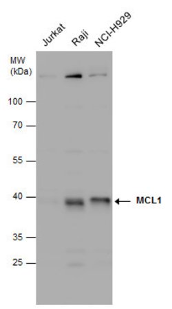 Invitrogen MCL-1 Polyclonal Antibody 100 &mu;L; Unconjugated:Antibodies,