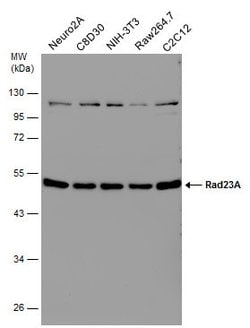 Invitrogen RAD23A Polyclonal Antibody 100 &mu;L; Unconjugated:Antibodies,