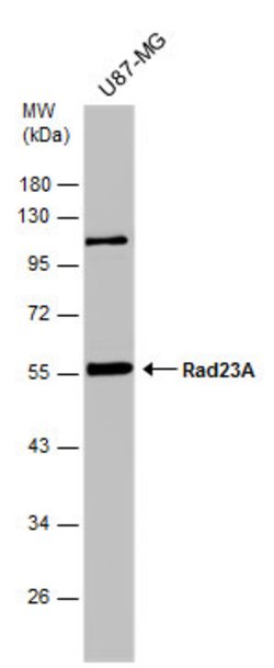 Invitrogen RAD23A Polyclonal Antibody 100 &mu;L; Unconjugated:Antibodies,