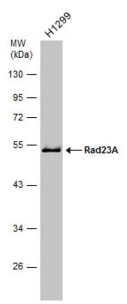 Invitrogen RAD23A Polyclonal Antibody 100 &mu;L; Unconjugated:Antibodies,