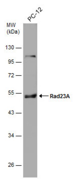 Invitrogen RAD23A Polyclonal Antibody 100 &mu;L; Unconjugated:Antibodies,