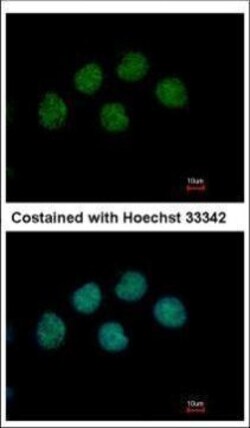 Invitrogen COBRA1 Polyclonal Antibody 100 &mu;L; Unconjugated:Antibodies,