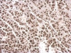 Invitrogen COBRA1 Polyclonal Antibody 100 &mu;L; Unconjugated:Antibodies,