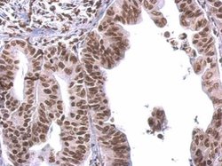 Invitrogen COBRA1 Polyclonal Antibody 100 &mu;L; Unconjugated:Antibodies,