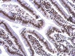 Invitrogen COBRA1 Polyclonal Antibody 100 &mu;L; Unconjugated:Antibodies,