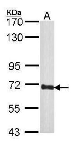 Invitrogen COBRA1 Polyclonal Antibody 100 &mu;L; Unconjugated:Antibodies,