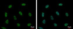 Invitrogen PUF60 Polyclonal Antibody 100 &mu;L; Unconjugated:Antibodies,