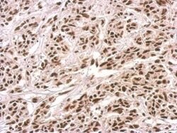 Invitrogen PUF60 Polyclonal Antibody 100 &mu;L; Unconjugated:Antibodies,