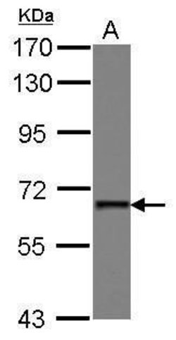 Invitrogen PUF60 Polyclonal Antibody 100 &mu;L; Unconjugated:Antibodies,