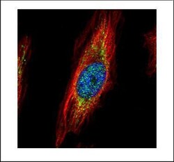 Invitrogen TRIM27 Polyclonal Antibody 100 &mu;L; Unconjugated:Antibodies,