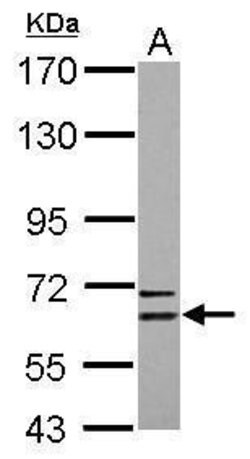 Invitrogen CPNE6 Polyclonal Antibody 100 &mu;L; Unconjugated:Antibodies,