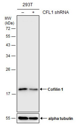 Invitrogen Cofilin Polyclonal Antibody 100 μL; Unconjugated:Antibodies,