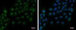 Invitrogen PAF49 Polyclonal Antibody 100 &mu;L; Unconjugated:Antibodies,