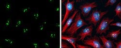 Invitrogen PAF49 Polyclonal Antibody 100 &mu;L; Unconjugated:Antibodies,