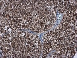 Invitrogen PAF49 Polyclonal Antibody 100 &mu;L; Unconjugated:Antibodies,