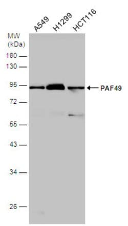 Invitrogen PAF49 Polyclonal Antibody 100 &mu;L; Unconjugated:Antibodies,