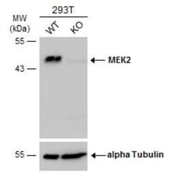Invitrogen MEK2 Polyclonal Antibody 100 &mu;L; Unconjugated:Antibodies,