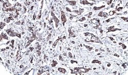Invitrogen MEK2 Polyclonal Antibody 100 μL; Unconjugated:Antibodies,