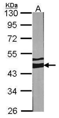 Invitrogen MEK2 Polyclonal Antibody 100 μL; Unconjugated:Antibodies,
