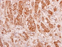 Invitrogen 14-3-3 theta Polyclonal Antibody 100 &mu;L; Unconjugated:Antibodies,