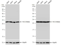 Invitrogen 14-3-3 theta Polyclonal Antibody 100 &mu;L; Unconjugated:Antibodies,