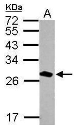 Invitrogen 14-3-3 theta Polyclonal Antibody 100 &mu;L; Unconjugated:Antibodies,