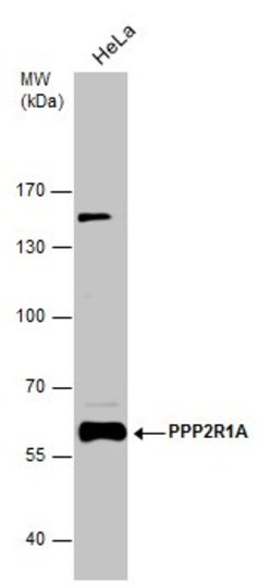 Invitrogen PPP2R1A Polyclonal Antibody 100 &mu;L; Unconjugated:Antibodies,
