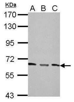 Invitrogen PPP2R1A Polyclonal Antibody 100 &mu;L; Unconjugated:Antibodies,