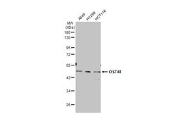Invitrogen DDOST Polyclonal Antibody 100 &mu;L; Unconjugated:Antibodies,