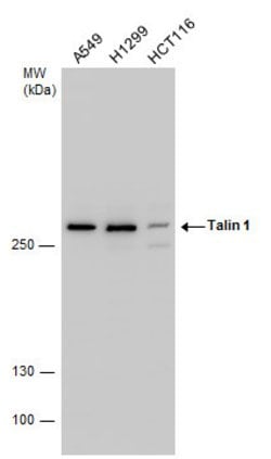 Invitrogen Talin 1 Polyclonal Antibody 100 &mu;L; Unconjugated:Antibodies,