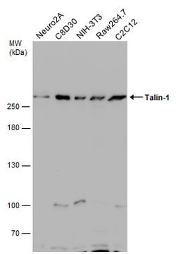 Invitrogen Talin 1 Polyclonal Antibody 100 &mu;L; Unconjugated:Antibodies,