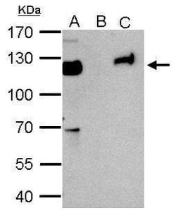 Invitrogen TRIM28 Polyclonal Antibody 100 &mu;L; Unconjugated:Antibodies,