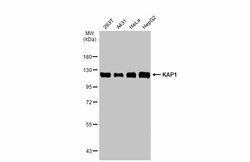 Invitrogen TRIM28 Polyclonal Antibody 100 &mu;L; Unconjugated:Antibodies,