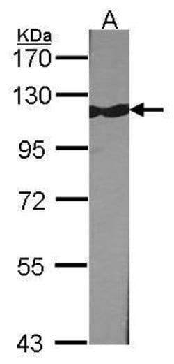 Invitrogen TRIM28 Polyclonal Antibody 100 &mu;L; Unconjugated:Antibodies,
