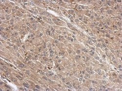 Invitrogen WDR1 Polyclonal Antibody 100 &mu;L; Unconjugated:Antibodies,