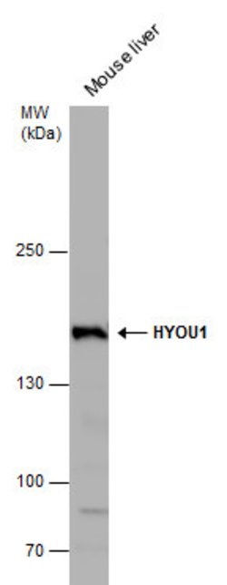 Invitrogen HYOU1 Polyclonal Antibody 100 &mu;L | Buy Online | Invitrogen&trade; | Fisher Scientific
