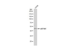 Invitrogen EEF1A1 Polyclonal Antibody 100 &mu;L; Unconjugated:Antibodies,
