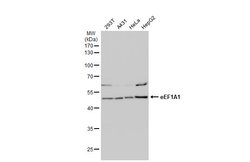 Invitrogen EEF1A1 Polyclonal Antibody 100 &mu;L; Unconjugated:Antibodies,