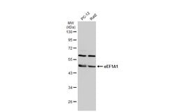 Invitrogen EEF1A1 Polyclonal Antibody 100 &mu;L; Unconjugated:Antibodies,