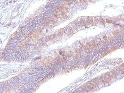 Invitrogen EEF2 Polyclonal Antibody 100 &mu;L; Unconjugated:Antibodies,