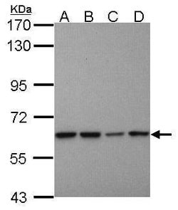 Invitrogen PSMD3 Polyclonal Antibody 100 &mu;L; Unconjugated:Antibodies,