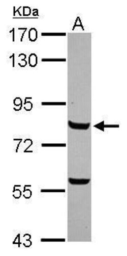 Invitrogen Myb Polyclonal Antibody 100 &mu;L; Unconjugated:Antibodies,