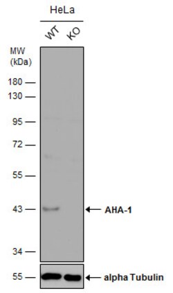 Invitrogen AHA1 Polyclonal Antibody 100 &mu;L; Unconjugated:Antibodies,