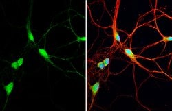 Invitrogen AHA1 Polyclonal Antibody 100 &mu;L | Buy Online | Invitrogen&trade; | Fisher Scientific