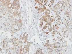 Invitrogen AHA1 Polyclonal Antibody 100 &mu;L | Buy Online | Invitrogen&trade; | Fisher Scientific